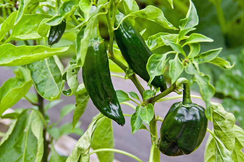 How-to-Plant-and-Grow-Poblano-Peppers