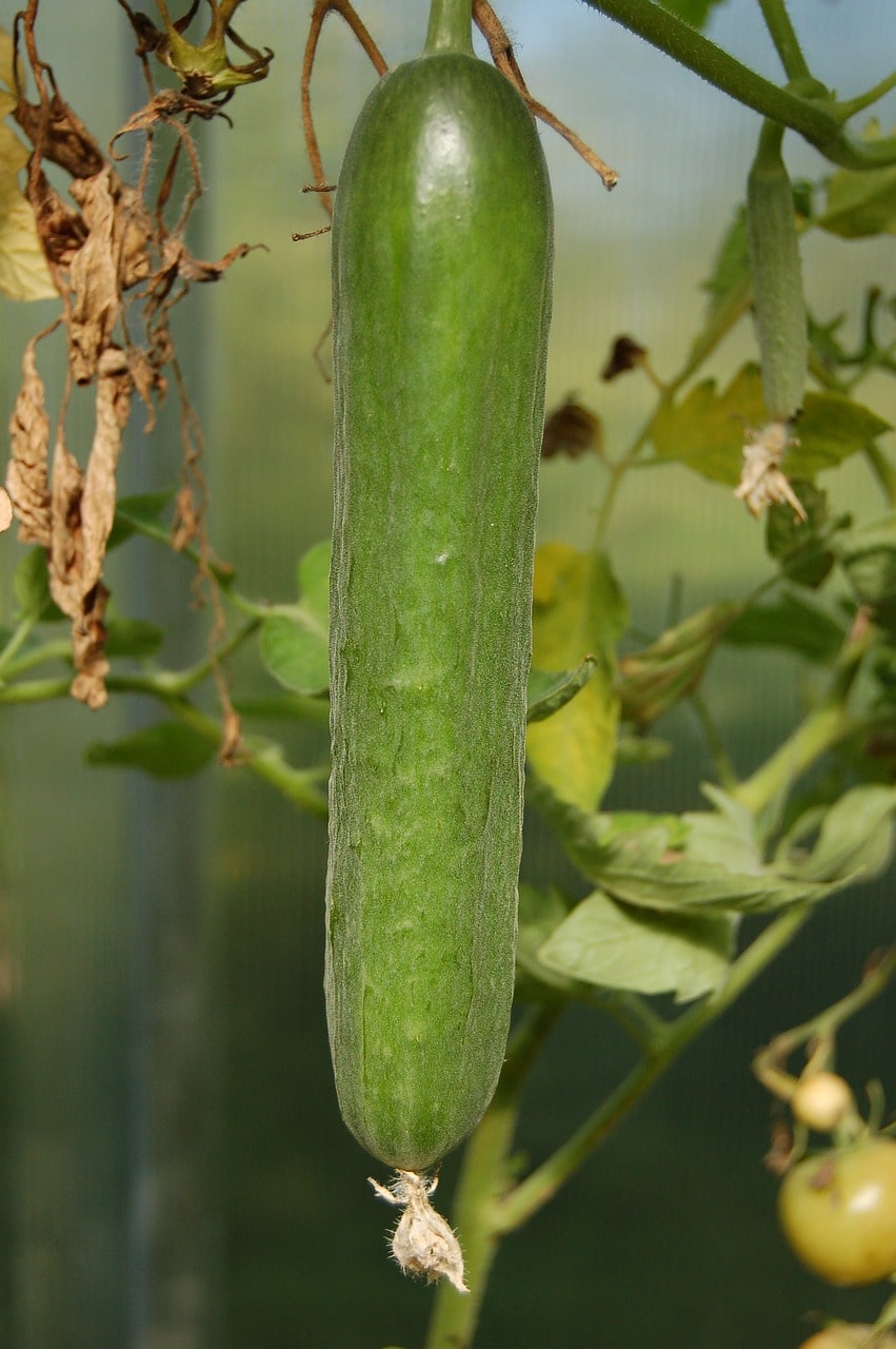 DIY Plant and Grow Cucumber